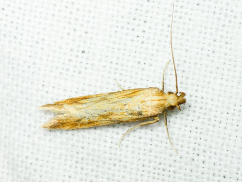 Metzneria neuropterella (Zeller, 1839)